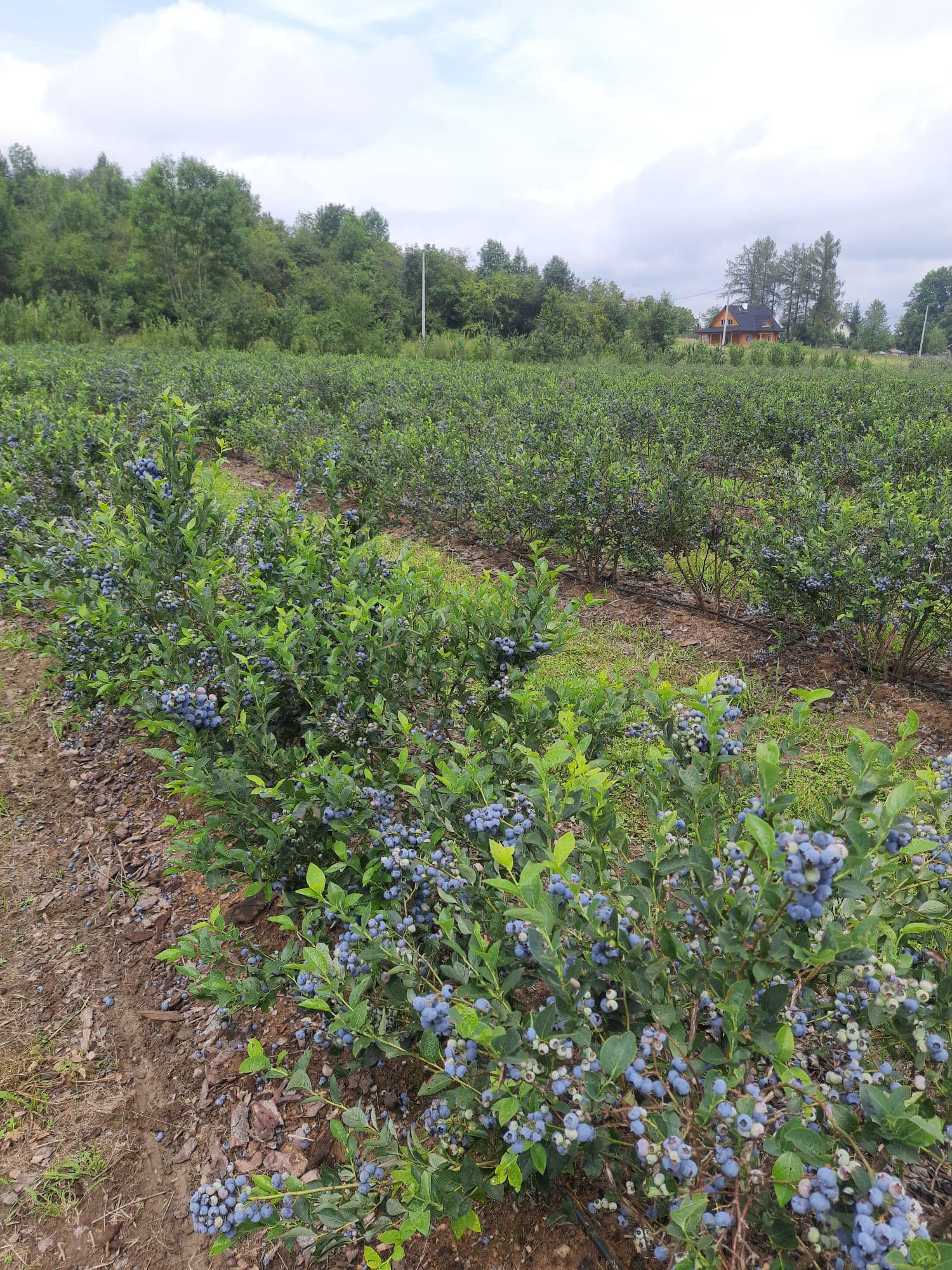 Plantacja borówki