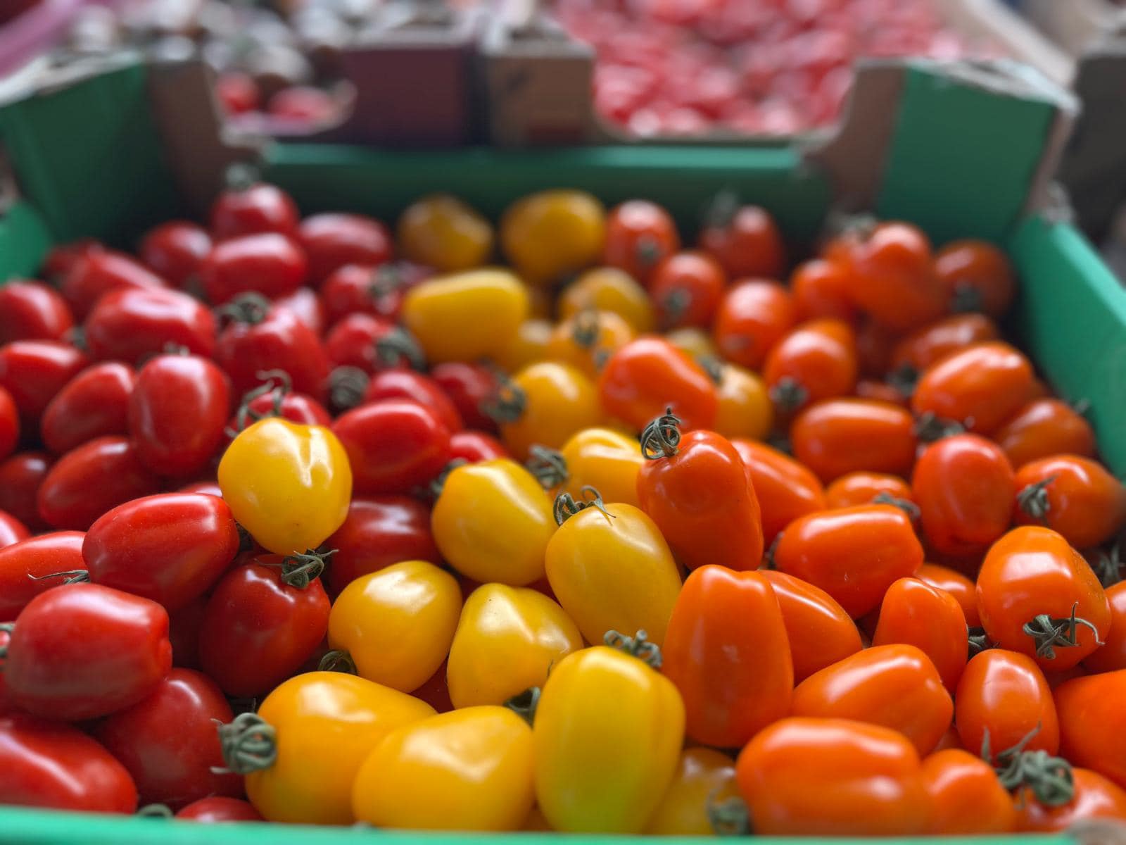 Świeże warzywa prosto z pola